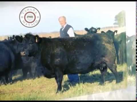 DE FRENTE AL CAMPO junto al 7° REMATE de CABAÑA "MAYACO"