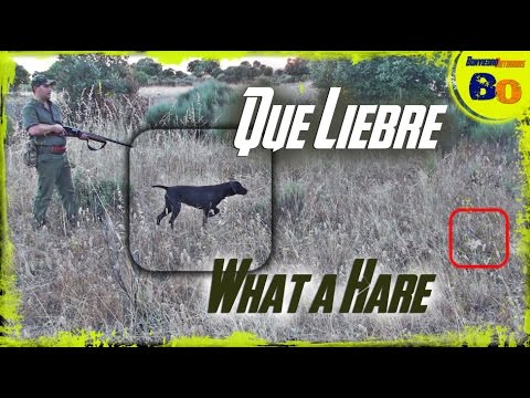 CAZA de LIEBRE con PERRO de MUESTRA | HARE HUNTING with POINTING DOG