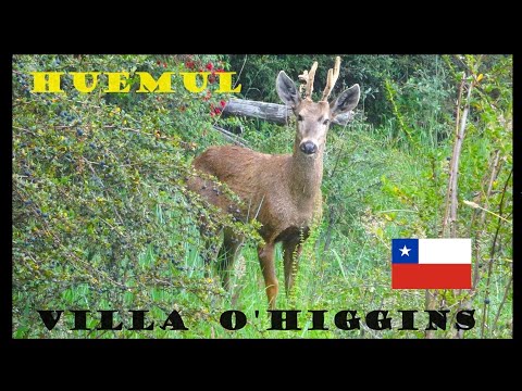 Huemul en Villa O'Higgins, Aysén. Patagonia, Chile.