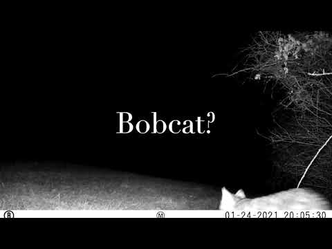 Bobcat? 1:24:2021