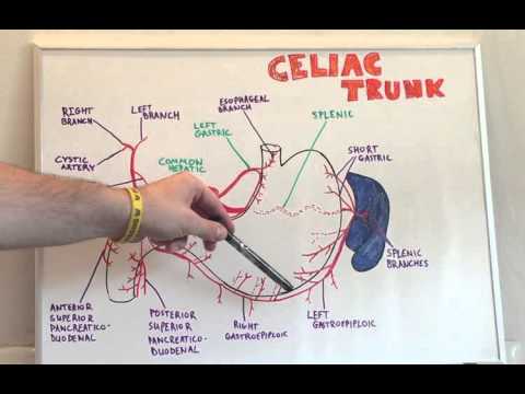 Celiac Trunk - Anatomy Lecture for Medical Students - USMLE Step 1
