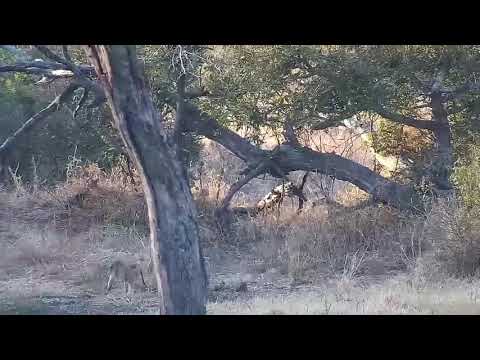 Djuma: Sights and sounds - 16:32 - 08/17/21