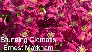 Clematis, Ernest Markham in Full Bloom, English Cottage Garden. Stunning. 2023. Breath Taking Vine.