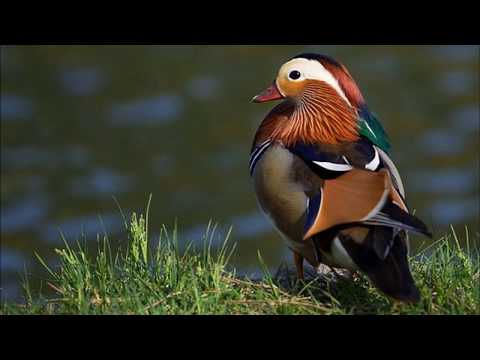 Burhan Ferati - Elhamdulillah