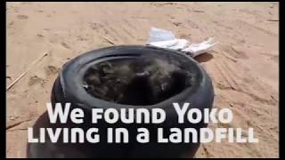 50 dogs in Need of Rescue by June 28th