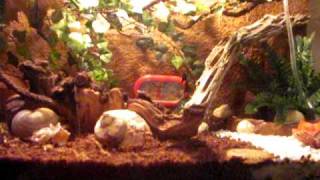 Hermit Crab Care and Setup