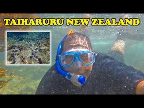 Diving For Kina In Taiharuru, Northland, New Zealand (clear visibility vibes)