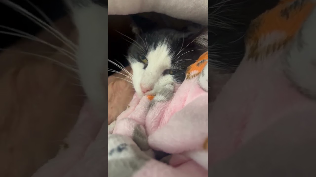 Enlarge Kesha, an adoptable mixed breed in Salem, NH video 1/4