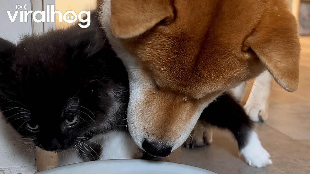 Shiba Inu Puppy Pushes Kitten Into Water Bowl || ViralHog