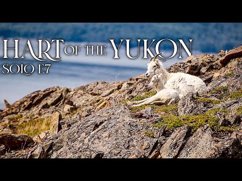 Hart of the YUKON - 14 Days Solo Camping in the Yukon Wilderness - E.7 - Climbing a Mountain Alone