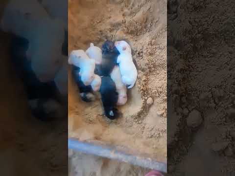 Jimmy giving birth to 7 puppies black and brown Labrador dog #cutedog  #viral #doglover