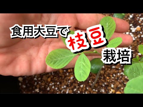 園芸 大豆