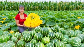Growing Tons of Pumpkins (Bí Ngô) and Harvesting Pumpkins & Pumpkin Flowers Go to Market Sell