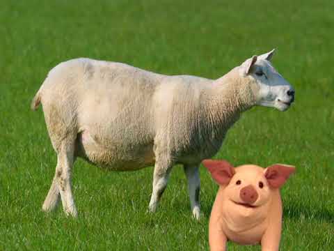 Busy Little Engine - Curiosity sing-along