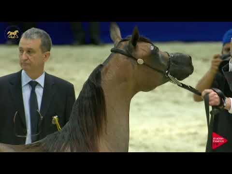 N 26 RABOOBA AL HAWAJER   Dubai 2019   Yearling Fillies section B