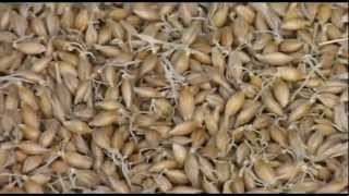 preview picture of video 'Branthill Micro Maltings'