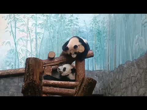 Не высовывайся дочка. 🐼🐼🐼Диндин и Катюша играют#panda #animals #zoo Московский зоопарк А.Пугачева ❤️