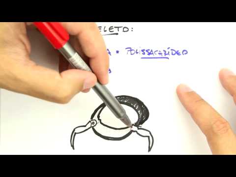 Me Salva! Extensivo de Biologia - ZOII01 - Artrópodos - Considerações Gerais e Classificação