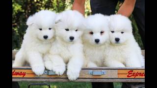 Video preview image #1 Samoyed Puppy For Sale in LITITZ, PA, USA