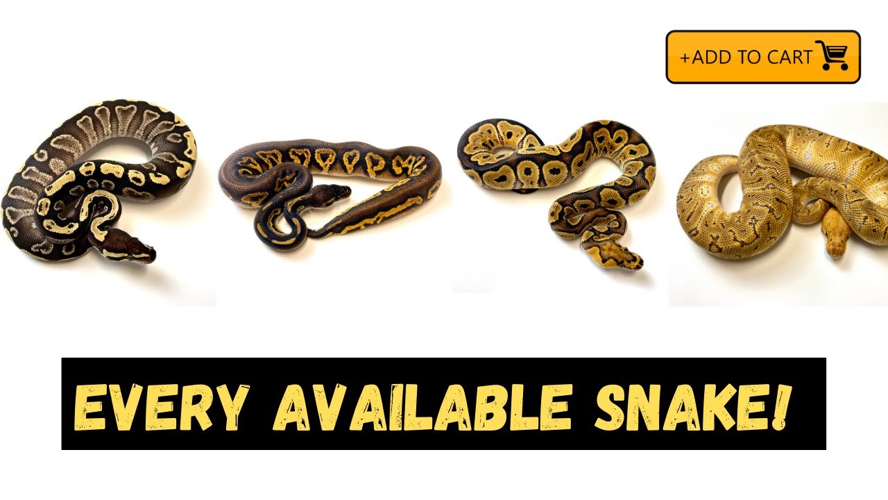 EVERY AVAILABLE SNAKE! Insane Pythons!