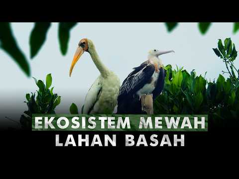 Video 204