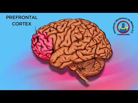 Principios Básicos de Neurociencia: Entendiendo el Cerebro y el Aprendizaje