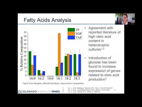 Analysis of a genome scale metabolic model of Chromochloris zofingiensis