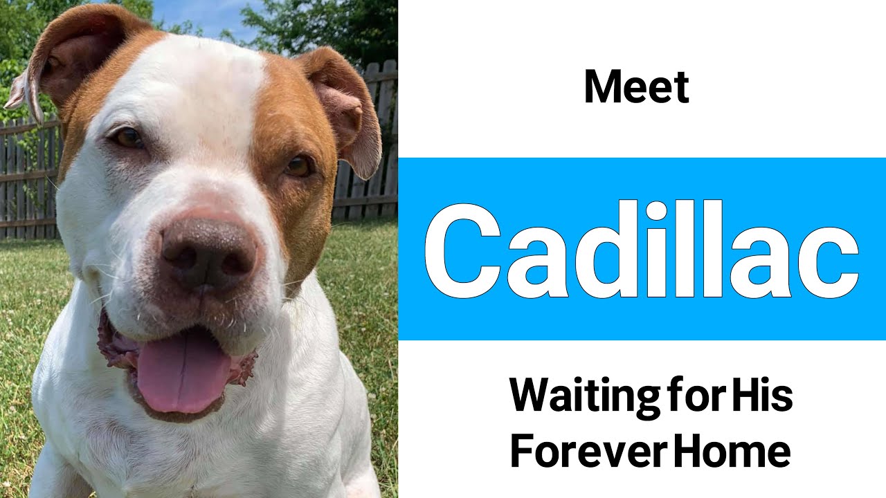 Enlarge Cadillac, a Adoptable Pit Bull Terrier in Spring Hill, KS video 6/6