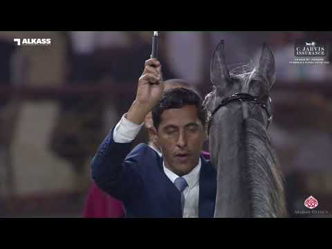 N 22 SHAREEFA AL ZOBAIR   Katara Int  Arabian Peninsula Horse Show 2023   Yearling Fillies Section B