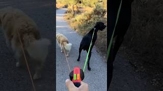 Smart Leash #dogleash #leash #gifts #gift #pet #pets #petgifts #trending #viral #shorts #cat #dogs