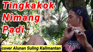 Download lagu TINGKAKOK NIMANG PADI || versi Akustik || cover lagu dayak kanayatn mp3