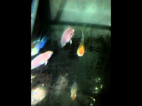 terjual wts ikan ramirezi golden blue electric balon terjual wts ikan ramirezi golden blue electric balon