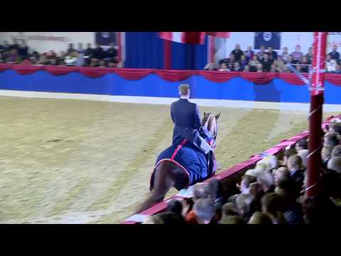 Floriscount v. Florencio - Donnerhall / Hengstvorführung Vechta 2015 / Böckmann Pferde