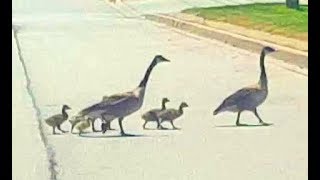 Mom, Dad, and baby Canada Geese cross the street near Toronto airport