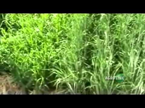 Bayer CropScience mostra os benefícios do CropStar