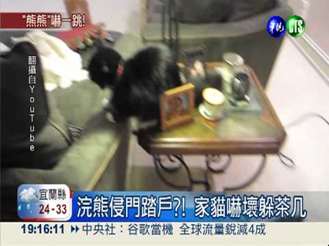 主人壞壞! 浣熊玩偶嚇跑家貓