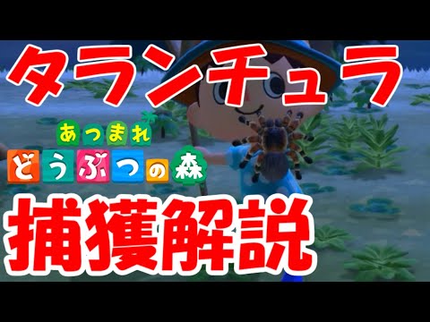 タランチュラについて詳しく解説