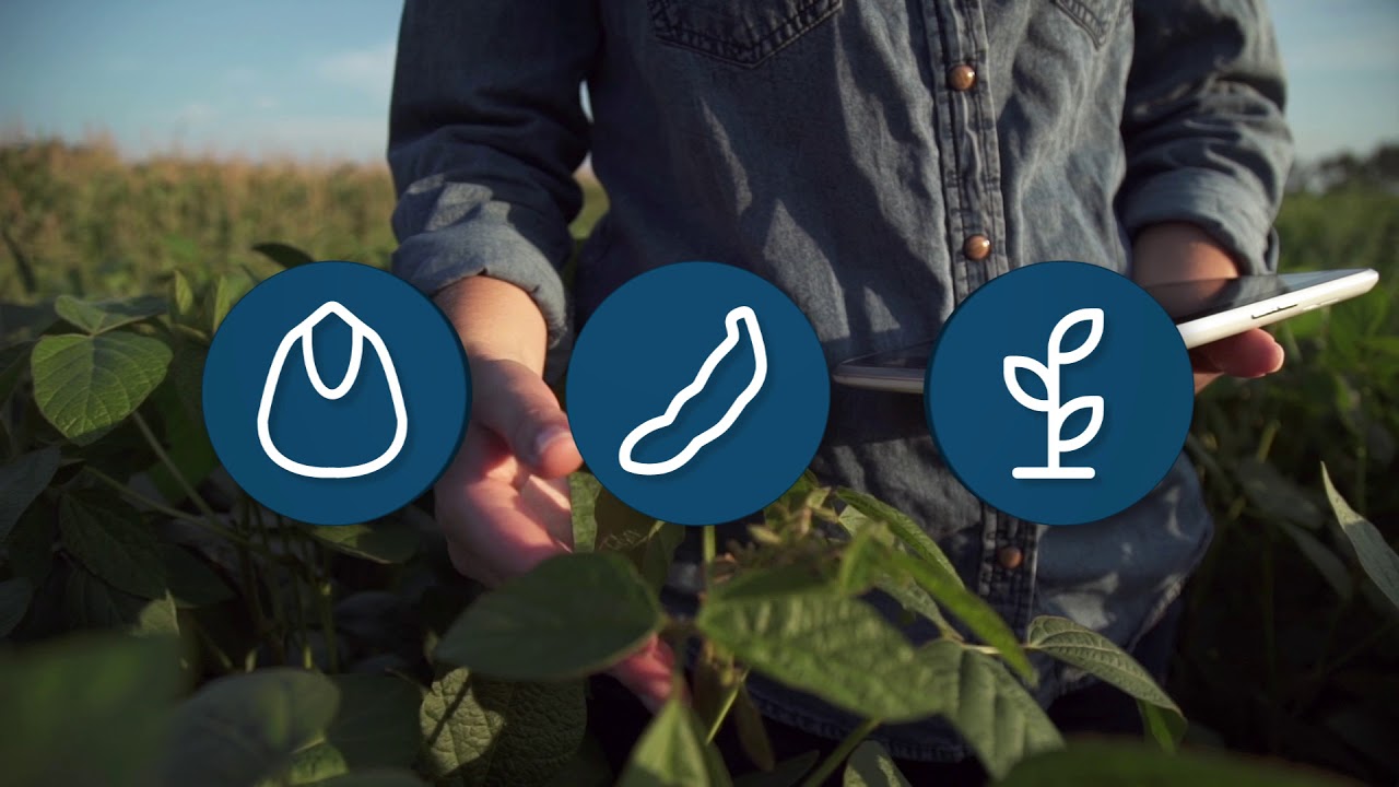 Roundup Ready Soybeans Online Seed Sales Discounted Premium Field