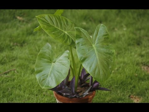 Low Budget Two Tone Gardening In Pot (Urdu / Hindi )