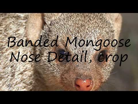 How to pronounce Banded Mongoose Nose Detail, crop in English?