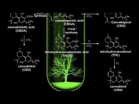 Támogathatja-e a CBD a fogyást és az anyagcserét? Thca fogyás