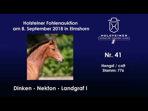 Holsteiner Fohlenauktion | Nr. 41 v. Dinken - Nekton