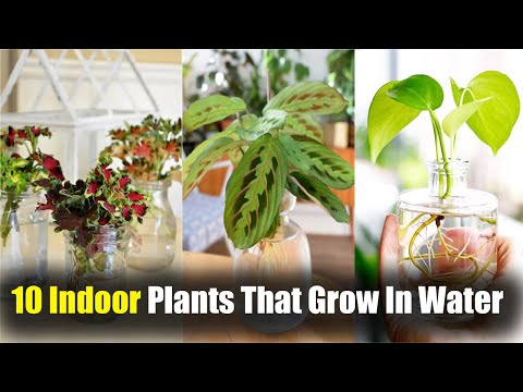 , title : '10 Amazing Indoor Plants That Grow In Water'