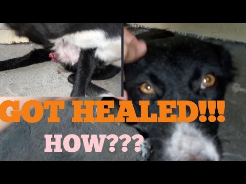 Life Threatening Vaginal Prolapse of a Dog (got healed without surgery)
