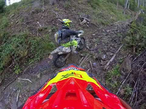 Romanian Trip Wild Forest