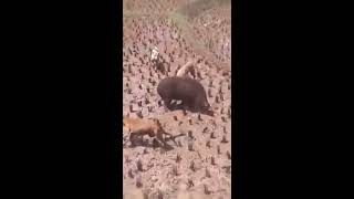 Download lagu moro bagong barudak cihea mp3 Download lagu moro bagong barudak cihea mp3