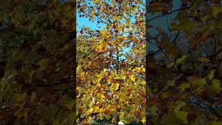 Download lagu #glimpsy of #autumn #bluesky #england #shorts mp3