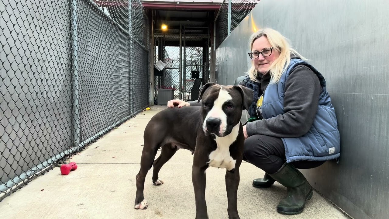 Thora, a ADOPTABLE Pit Bull Terrier in Chicago, IL video 5/5