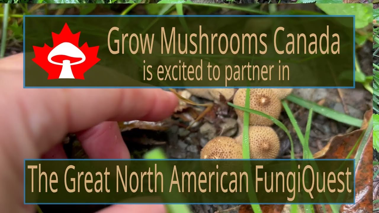 The Great North American Fungi Quest!  Join the BioBlitz