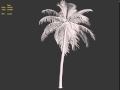 Coconut Tree Test 02 - David Almeida Coconut Tree Test 02